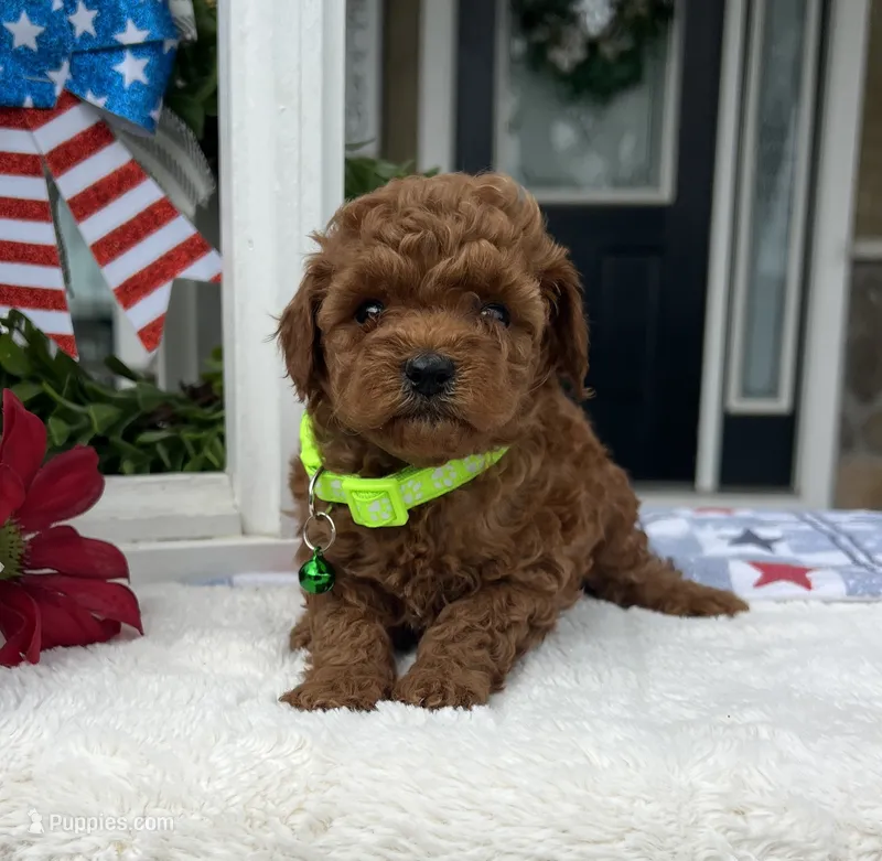 Zadie- Mini – Miniature Goldendoodle puppy for sale in Warsaw, NY