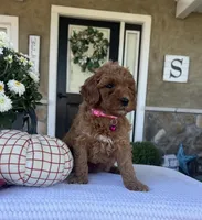 Sadie - Mini, a female Miniature Goldendoodle for sale in Warsaw, NY – 3 of 5