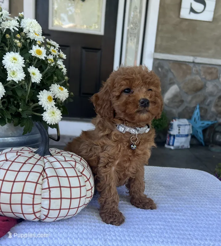Stella - Mini – Miniature Goldendoodle puppy for sale in Warsaw, NY