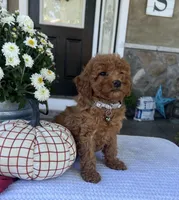 Stella - Mini, a male Miniature Goldendoodle for sale in Warsaw, NY – 1 of 4