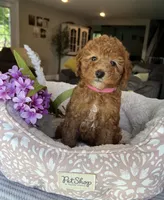Gracie - Mini, a female Miniature Goldendoodle for sale in Warsaw, NY – 1 of 4