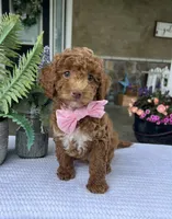 River - Mini, a male Miniature Goldendoodle for sale in Warsaw, NY – 2 of 3