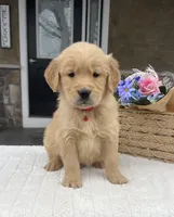 Denver, a male Golden Retriever for sale in Warsaw, NY – Photo 2 of 4