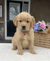 Denver, a male Golden Retriever for sale in Warsaw, NY – Photo 1 of 4