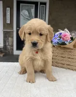 Denver, a male Golden Retriever for sale in Warsaw, NY – Photo 4 of 4