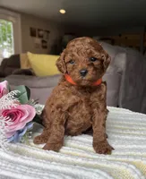 Zion - Mini, a female Miniature Goldendoodle for sale in Warsaw, NY – 2 of 2