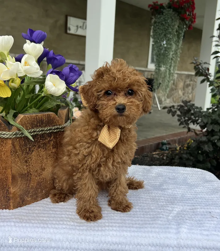 Zadie- Mini – Miniature Goldendoodle puppy for sale in Warsaw, NY