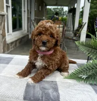 Chloe - Mini, a female Miniature Goldendoodle for sale in Warsaw, NY – 3 of 3