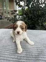 Lincoln- Mini, a male Miniature Goldendoodle for sale in Warsaw, NY – 2 of 4
