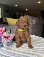 Zadie- Mini, a female Miniature Goldendoodle for sale in Warsaw, NY – 2 of 4