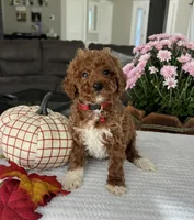 Archer - Mini, a male Miniature Goldendoodle for sale in Warsaw, NY – 4 of 4