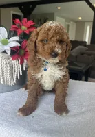 Ripley - Mini, a male Miniature Goldendoodle for sale in Warsaw, NY – 2 of 5