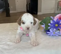 Maizy - Mini, a female Miniature Goldendoodle for sale in Warsaw, NY – Photo 3 of 3
