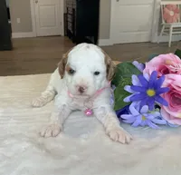 Maizy - Mini, a female Miniature Goldendoodle for sale in Warsaw, NY – Photo 2 of 3