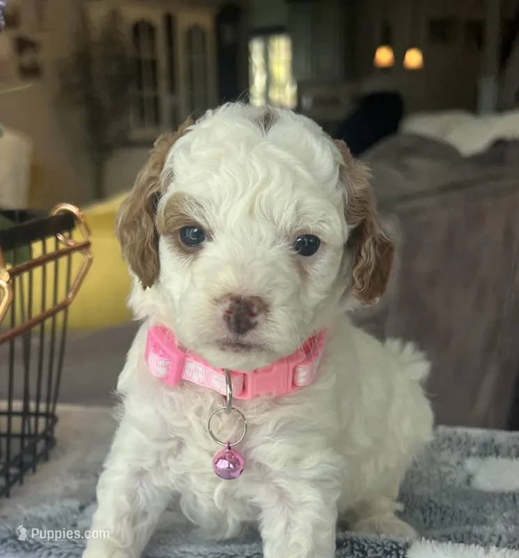 Maizy - Mini – Miniature Goldendoodle puppy for sale in Warsaw, NY