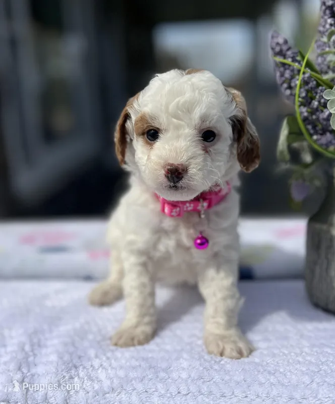 Maizy - Mini – Miniature Goldendoodle puppy for sale in Warsaw, NY