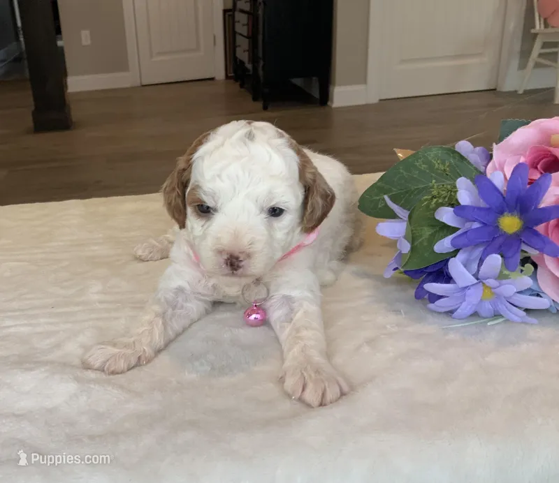 Maizy - Mini – Miniature Goldendoodle puppy for sale in Warsaw, NY