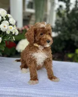 Atlas - Mini, a male Miniature Goldendoodle for sale in Warsaw, NY – 2 of 4