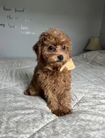 Zadie- Mini, a female Miniature Goldendoodle for sale in Warsaw, NY – 2 of 4