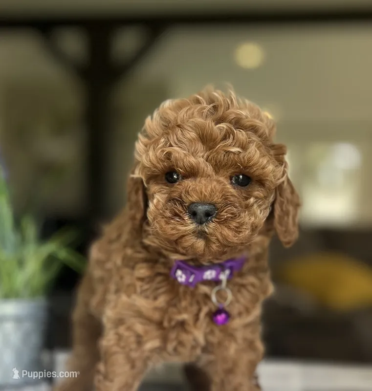 Zara - Mini – Miniature Goldendoodle puppy for sale in Warsaw, NY