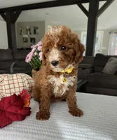 Addison - Mini, a female Miniature Goldendoodle for sale in Warsaw, NY – 4 of 4