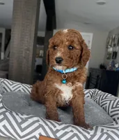 Archer - Mini, a male Miniature Goldendoodle for sale in Warsaw, NY – Photo 2 of 3