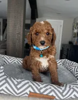 Archer - Mini, a male Miniature Goldendoodle for sale in Warsaw, NY – Photo 3 of 3