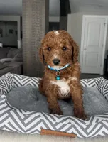 Archer - Mini, a male Miniature Goldendoodle for sale in Warsaw, NY – Photo 1 of 3