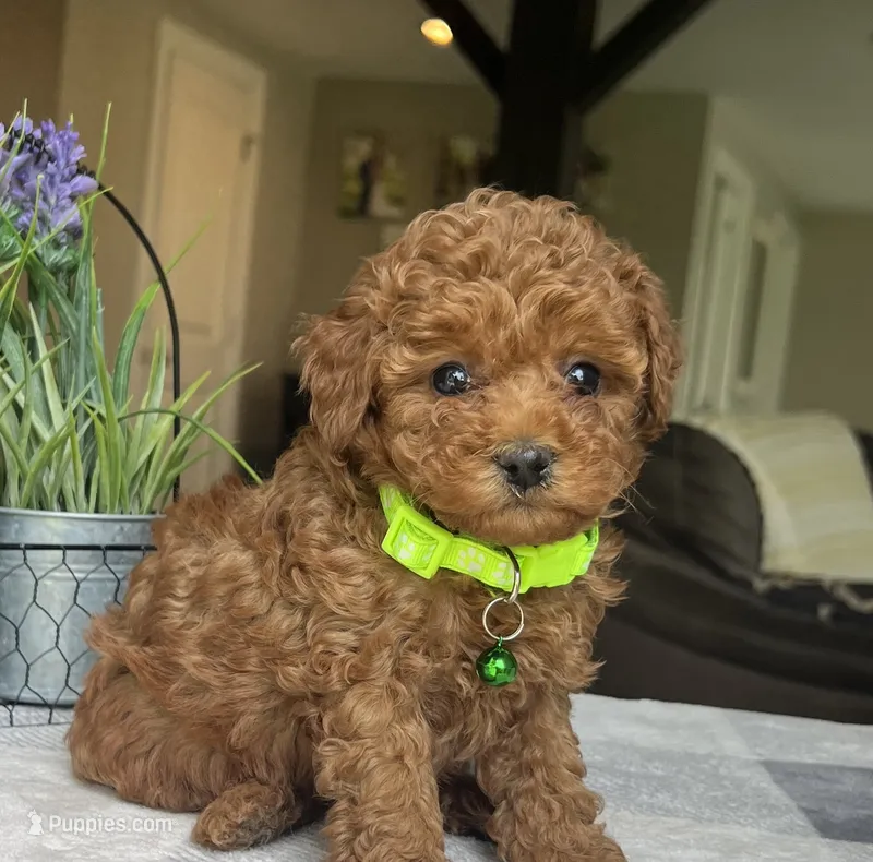 Zadie- Mini – Miniature Goldendoodle puppy for sale in Warsaw, NY