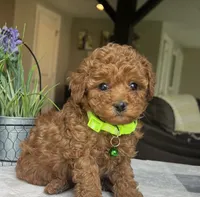 Zadie- Mini, a female Miniature Goldendoodle for sale in Warsaw, NY – 1 of 4