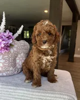 Gunner - Mini, a male Miniature Goldendoodle for sale in Warsaw, NY – 3 of 4