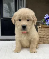 Dream, a female Golden Retriever for sale in Warsaw, NY – Photo 1 of 3