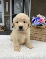 Dream, a female Golden Retriever for sale in Warsaw, NY – Photo 2 of 3