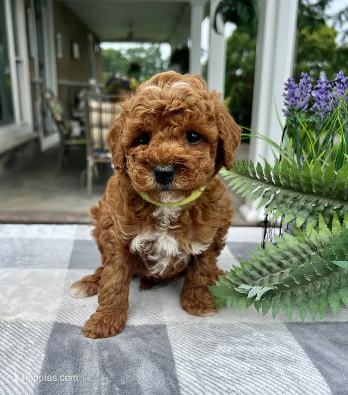 Charlotte - Mini – Miniature Goldendoodle puppy for sale in Warsaw, NY