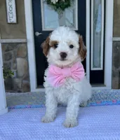 Maizy - Mini, a female Miniature Goldendoodle for sale in Warsaw, NY – 2 of 4