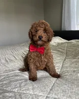 Reece - Mini, a male Miniature Goldendoodle for sale in Warsaw, NY – 3 of 5