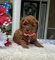 Zion - Mini, a female Miniature Goldendoodle for sale in Warsaw, NY – 2 of 4