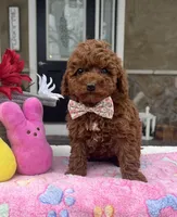 Lexi - Petite Mini, a female Miniature Goldendoodle for sale in Warsaw, NY – Photo 1 of 4