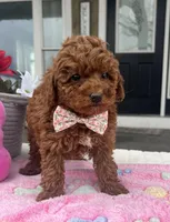 Lexi - Petite Mini, a female Miniature Goldendoodle for sale in Warsaw, NY – Photo 4 of 4