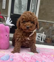 Lexi - Petite Mini, a female Miniature Goldendoodle for sale in Warsaw, NY – Photo 2 of 4