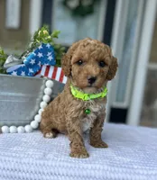 Winnie - Medium, a female Goldendoodle for sale in Warsaw, NY – 3 of 4