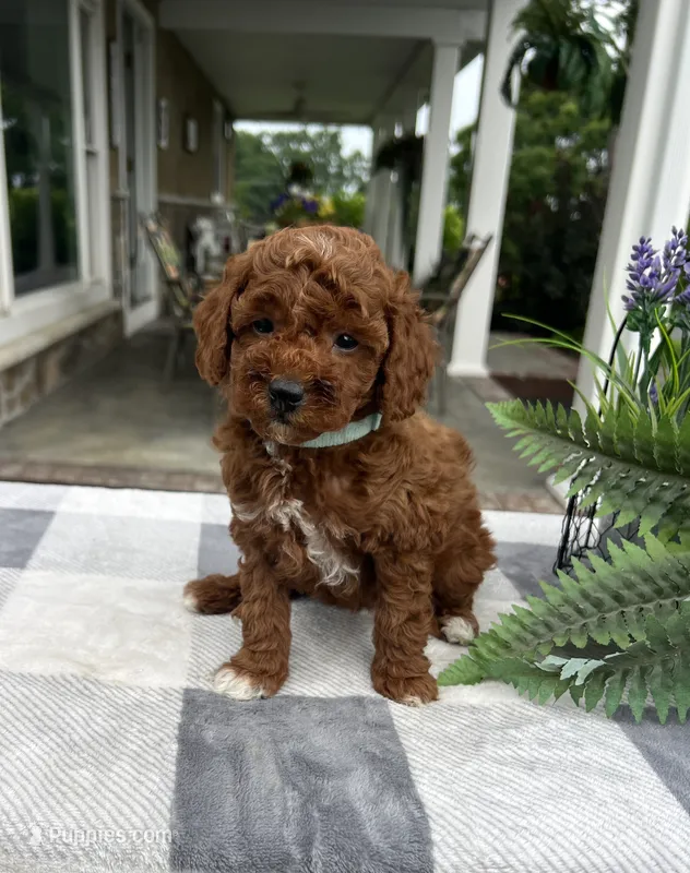 Cali - Mini – Miniature Goldendoodle puppy for sale in Warsaw, NY