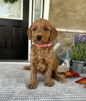 Lacey - Medium, a female Goldendoodle for sale in Warsaw, NY – 2 of 4