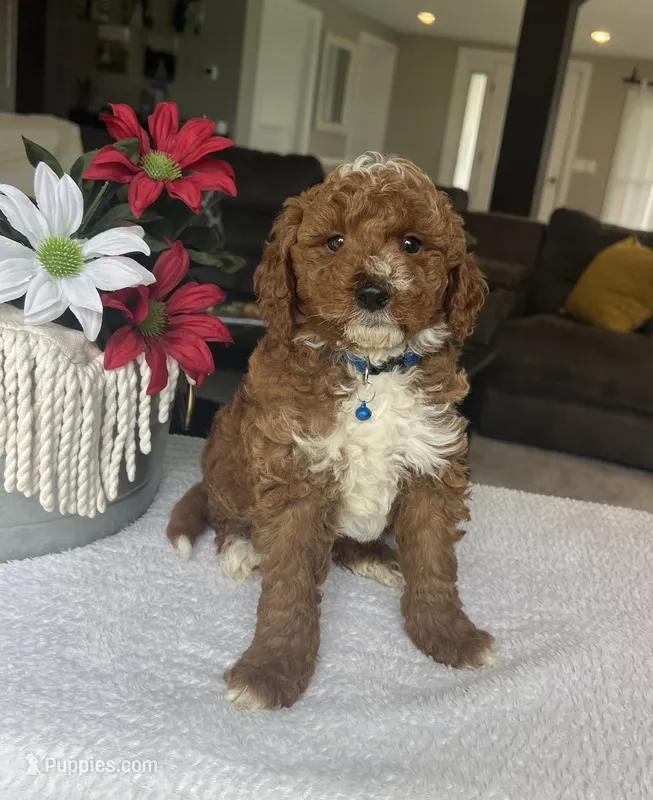 Ripley - Mini – Miniature Goldendoodle puppy for sale in Warsaw, NY