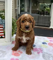 Harley - Mini, a female Miniature Goldendoodle for sale in Warsaw, NY – 2 of 4