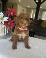 River - Mini, a female Miniature Goldendoodle for sale in Warsaw, NY – 3 of 5