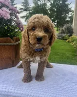 Sully - Mini, a male Miniature Goldendoodle for sale in Warsaw, NY – 2 of 4