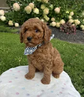Harper - Mini, a female Miniature Goldendoodle for sale in Warsaw, NY – 2 of 4