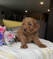 Zander - Mini, a female Miniature Goldendoodle for sale in Warsaw, NY – 2 of 3
