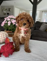 Abbie - Mini, a female Miniature Goldendoodle for sale in Warsaw, NY – 5 of 5